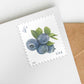 2022 Blueberries