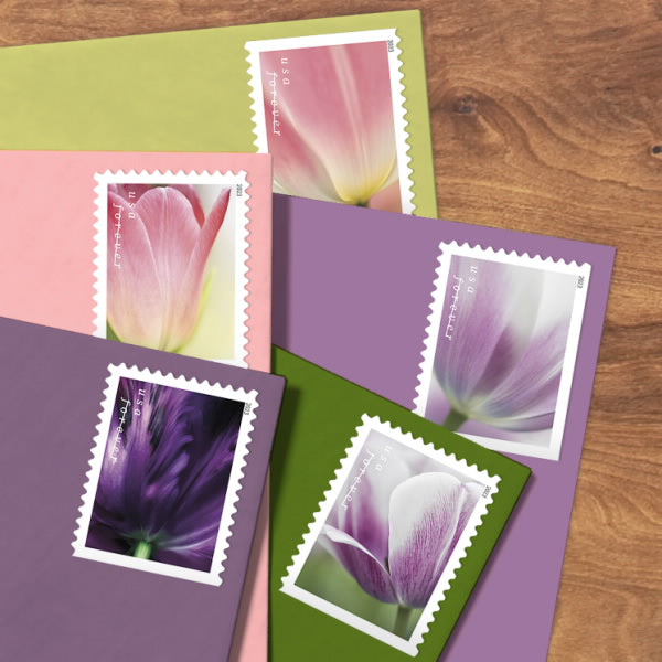 2023 Tulip Blossoms