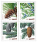 2010 Holiday Evergreens